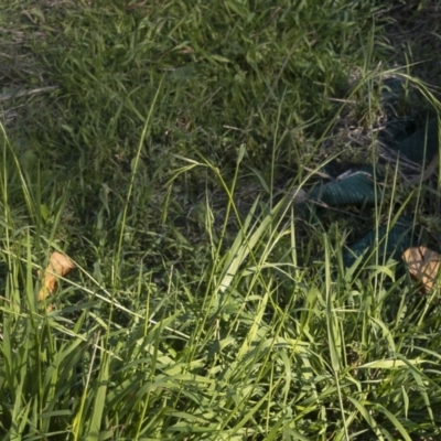 Microlaena stipoides (Weeping Grass) at Illilanga & Baroona - 16 Apr 2021 by Illilanga