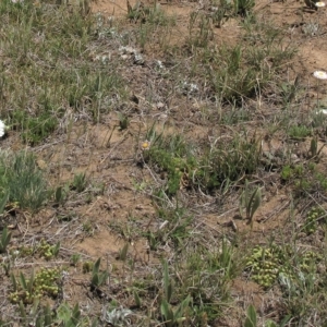 Scleranthus diander at Dry Plain, NSW - 17 Nov 2018 11:23 AM