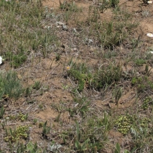 Scleranthus diander at Dry Plain, NSW - 17 Nov 2018