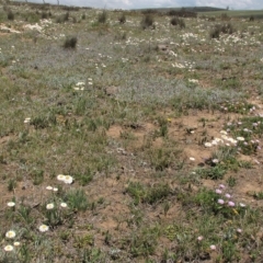 Scleranthus diander at Dry Plain, NSW - 17 Nov 2018 11:23 AM