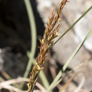 Sorghum leiocladum at Michelago, NSW - 24 Apr 2020 01:12 PM