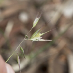 Rytidosperma sp. at Michelago, NSW - 28 Nov 2021