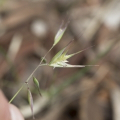 Rytidosperma sp. (Wallaby Grass) at Michelago, NSW - 28 Nov 2021 by Illilanga