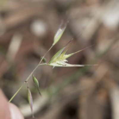 Rytidosperma sp. (Wallaby Grass) at Illilanga & Baroona - 28 Nov 2021 by Illilanga