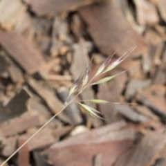 Rytidosperma sp. at Michelago, NSW - 28 Nov 2021