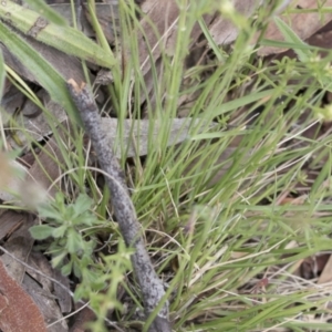 Rytidosperma sp. at Michelago, NSW - 28 Nov 2021