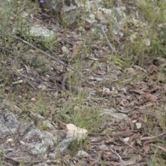 Rytidosperma sp. at Michelago, NSW - 28 Nov 2021