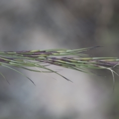 Aristida ramosa (Purple Wire Grass) at Michelago, NSW - 22 Dec 2018 by Illilanga