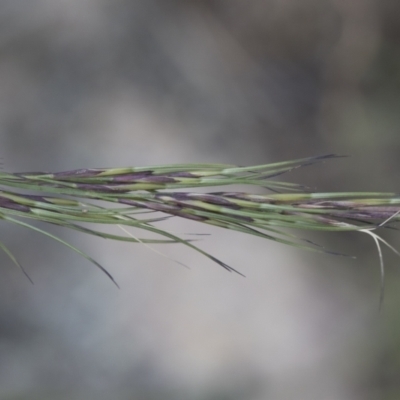 Aristida ramosa (Purple Wire Grass) at Michelago, NSW - 22 Dec 2018 by Illilanga