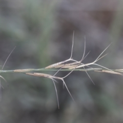 Aristida ramosa at Michelago, NSW - 22 Dec 2018