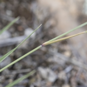 Aristida ramosa at Michelago, NSW - 22 Dec 2018 04:14 PM