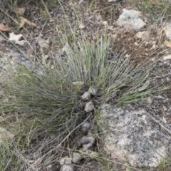 Aristida ramosa at Michelago, NSW - 22 Dec 2018