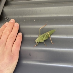 Caedicia simplex (Common Garden Katydid) at Paddys River, ACT - 3 May 2023 by teeniiee