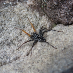 Nyssus coloripes (Spotted Ground Swift Spider) at Ku-Ring-Gai Chase, NSW - 27 Apr 2023 by MatthewFrawley