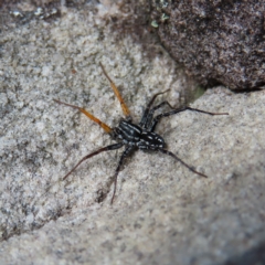 Unidentified Other hunting spider at Ku-Ring-Gai Chase, NSW - 27 Apr 2023 by MatthewFrawley