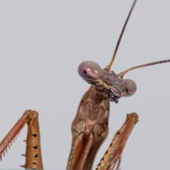 Pseudomantis albofimbriata (False garden mantis) at Jerrabomberra, NSW - 30 Apr 2023 by MarkT