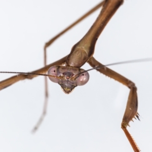 Pseudomantis albofimbriata at Jerrabomberra, NSW - suppressed