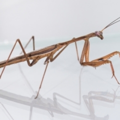 Pseudomantis albofimbriata at Jerrabomberra, NSW - suppressed