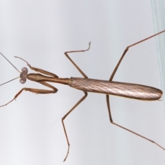 Pseudomantis albofimbriata at Jerrabomberra, NSW - suppressed