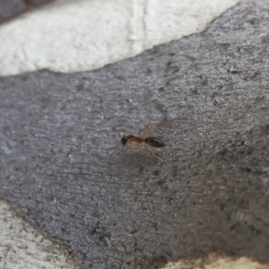 Camponotus claripes at Michelago, NSW - 8 Jul 2018