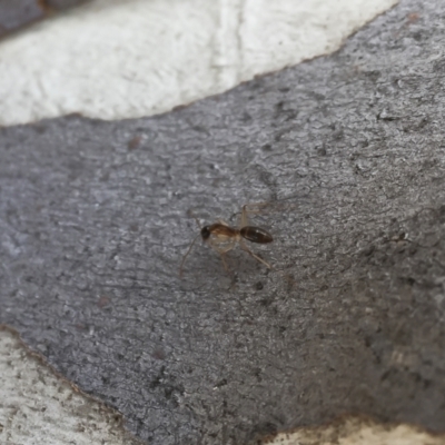 Camponotus claripes (Pale-legged sugar ant) at Michelago, NSW - 8 Jul 2018 by Illilanga
