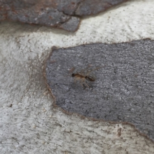 Camponotus claripes at Michelago, NSW - 8 Jul 2018