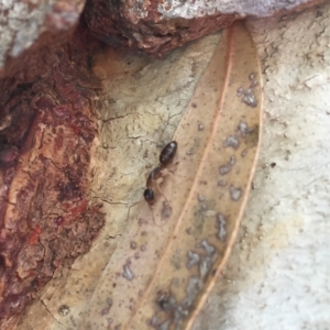 Camponotus claripes at Michelago, NSW - 8 Jul 2018