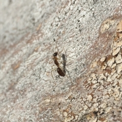 Camponotus claripes at Michelago, NSW - 8 Jul 2018 03:10 PM