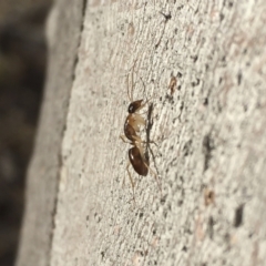 Camponotus claripes at Michelago, NSW - 8 Jul 2018 03:10 PM