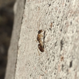 Camponotus claripes at Michelago, NSW - 8 Jul 2018