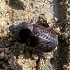 Dasygnathus trituberculatus (Rhinoceros beetle) at Booth, ACT - 3 May 2023 by SimoneC