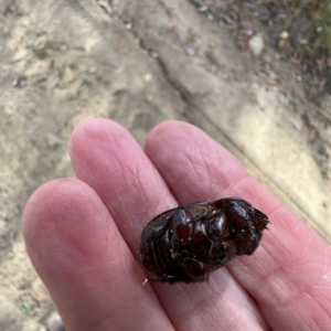 Dasygnathus sp. (genus) at Booth, ACT - 3 May 2023