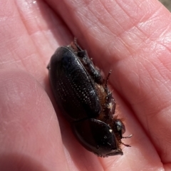 Dasygnathus sp. (genus) at Booth, ACT - 3 May 2023 12:09 PM