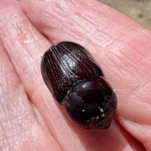 Dasygnathus sp. (genus) at Booth, ACT - 3 May 2023