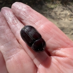 Dasygnathus sp. (genus) at Booth, ACT - 3 May 2023