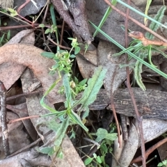 Convolvulus angustissimus (Pink Bindweed) at Higgins, ACT - 26 Apr 2023 by Untidy