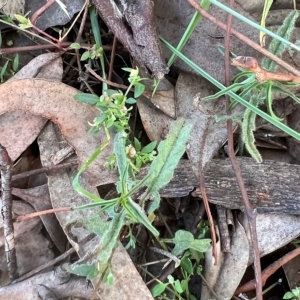 Convolvulus angustissimus at Higgins, ACT - 26 Apr 2023 02:43 PM