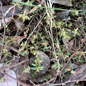 Einadia nutans at Higgins, ACT - 26 Apr 2023 02:43 PM