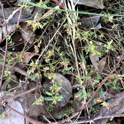 Einadia nutans (Climbing Saltbush) at Cantor Crescent Woodland, Higgins - 26 Apr 2023 by Untidy