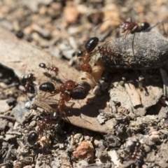 Melophorus perthensis (Field furnace ant) at Michelago, NSW - 23 Dec 2018 by Illilanga