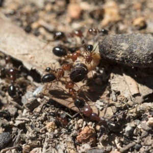 Melophorus perthensis at Michelago, NSW - 23 Dec 2018