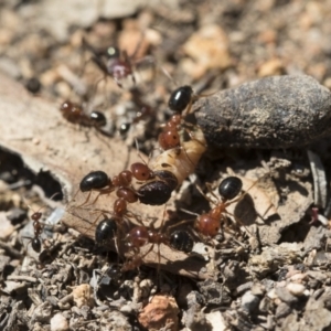 Melophorus perthensis at Michelago, NSW - 23 Dec 2018