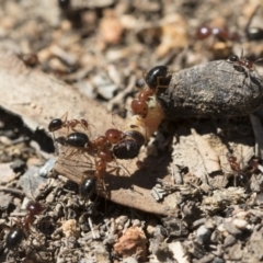 Melophorus perthensis at Michelago, NSW - 23 Dec 2018 02:32 PM