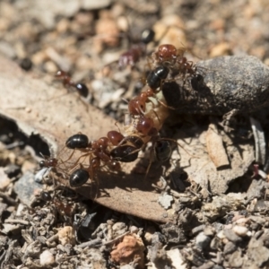 Melophorus perthensis at Michelago, NSW - 23 Dec 2018 02:32 PM