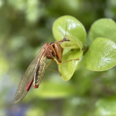 Campion sp. (genus) (Mantis Fly) at Braddon, ACT - 2 Apr 2023 by Hejor1