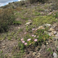 Calotis glandulosa (Mauve Burr-daisy) at Top Hut TSR - 17 Nov 2018 by AndyRoo