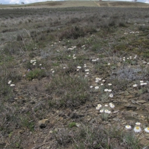 Leucochrysum albicans subsp. tricolor at Dry Plain, NSW - 17 Nov 2018