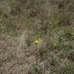 Craspedia variabilis (Common Billy Buttons) at Dry Plain, NSW - 17 Nov 2018 by AndyRoo