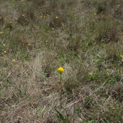 Craspedia variabilis (Common Billy Buttons) at Top Hut TSR - 17 Nov 2018 by AndyRoo