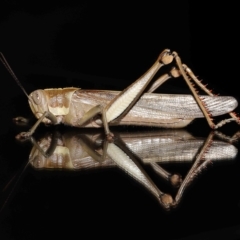 Valanga irregularis (Hedge Grasshopper) at Wellington Point, QLD - 20 Apr 2023 by TimL